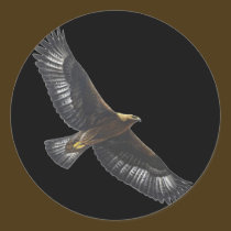 Glorius Golden Eagle Soaring stickers