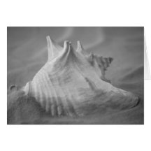 Glowing Conch Card