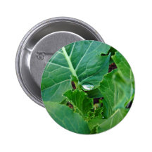 Glowing Droplet on broccoli leaf Pinback Buttons