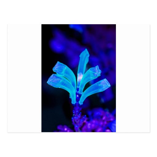 Glowing flower postcards