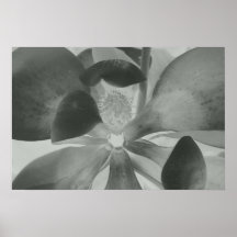 Glowing Magnolia, 2010 Posters
