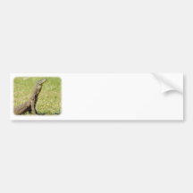 Goanna 9L36D-18 Bumper Stickers
