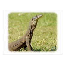 Goanna 9L36D-18 Post Card