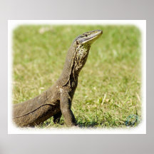 Goanna 9L36D-18 Poster