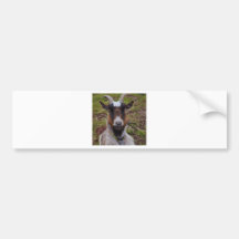 Goat close up. bumper stickers