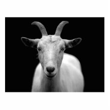 Goat Photo Cutout