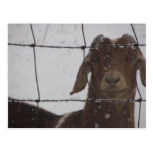 Goat Post Card