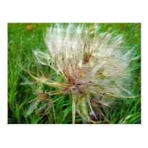 Goat's Beard Post Cards