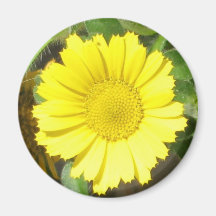 Gold Coin Magnet