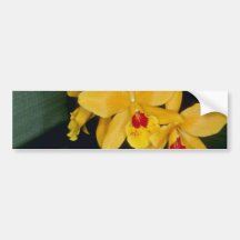 Gold Digger (Laeliocattelaya) flowers Bumper Sticker