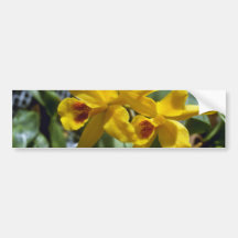 Gold Digger (Laeliocattleya) flowers Bumper Sticker