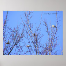 Gold Finches 1 Print