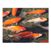 Gold Fish Post Card