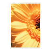Gold Gerbera - Canvas Stretched Canvas Prints
