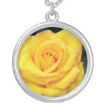 Gold medal Grandiflora Rose, 'Aroyqueli' White flo Jewelry