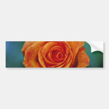 Gold Medal Grandiflora Rose 'Aroyqueli' White flow Bumper Sticker