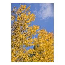 Golden Aspen in Autumn Personalized Invitations