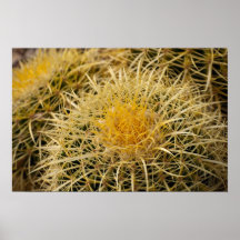 Golden Barrel Cacti Close Up Posters