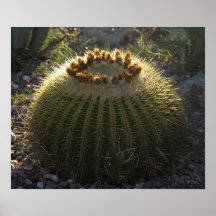 Golden Barrel Cactus Poster