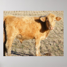Golden Calf 1 Posters