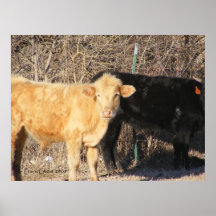 Golden Calf 2 Print