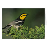 Golden-Cheeked Warbler Greeting Cards