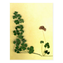Golden Clover Dreams Post Cards
