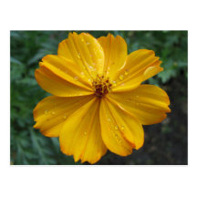 Golden Cosmos Post Card