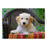 Golden Doodle Puppy Cards