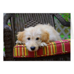 Golden Doodle Puppy Greeting Card