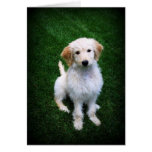 Golden Doodle Puppy on the Lawn Card