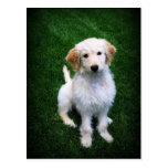 Golden Doodle Puppy Postcard