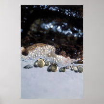 Golden droplets poster