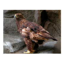 Golden Eagle Postcard