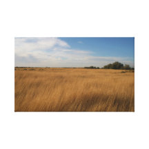 Golden Field Gallery Wrap Canvas