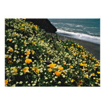 Golden Gate Nat'l Recreation Area - Wild Flowers P Invite