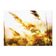 golden glow grass sunset canvas prints