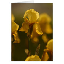 Golden Iris Notecard