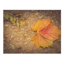 Golden leaf postcard