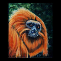 Golden Lion Tamarin - Canvas Print posters