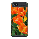 Golden-Orange Tulips iPhone 5 Cases