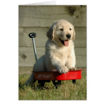 Golden Puppy and Red Wagon Card