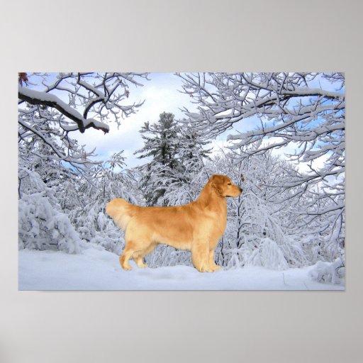 Golden Retriever Danny Boy Print