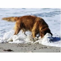 Golden Retriever EVERYBODY STOP! I Lost My Contact Photo Cut Out