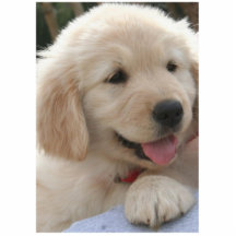 Golden Retriever. Photo Sculptures