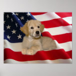 Golden Retriever Poster All American Puppy