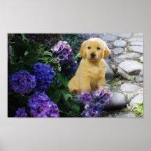 Golden Retriever Poster Hydrangea
