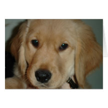 Golden Retriever Puppy Cards