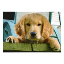 Golden Retriever Puppy Dog Canis Lupus Familiaris Personalized Invite