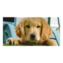 Golden Retriever Puppy Dog Canis Lupus Familiaris Photo Card Template